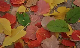 Elazığ'da sonbaharda rengarenk olan ağaçlar havadan görüntülendi