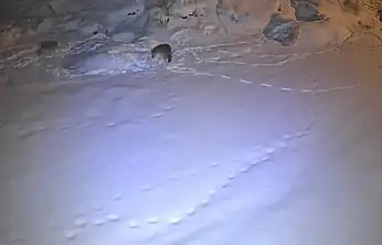 Açlıktan bitkin düşen kurt kameraya takıldı