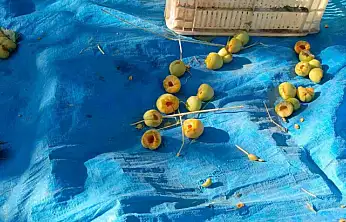 Ağaçlara ağaçkakanlar dadandı, kayısılar çöp oldu