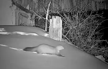 Geceleri gelen gizemli sesler köylüyü ayağa kaldırdı!