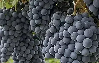 Harput'un mor salkımlı hazinesi: Öküzgözü ve 'Bağ Bozumu' şenliği