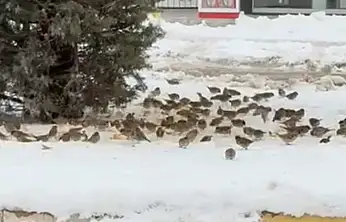 Kuşlar aç kalmasın diye Elazığ'da kar üzerine kurulan sevgi sofrası