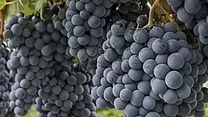 Harput'un mor salkımlı hazinesi: Öküzgözü ve 'Bağ Bozumu' şenliği