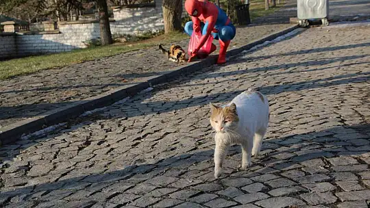 'Örümcek Adam' sokak hayvanlarının kahramanı oldu, görenler şaşkınlığını gizleyemedi