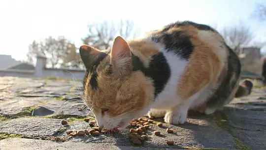 'Örümcek Adam' sokak hayvanlarının kahramanı oldu, görenler şaşkınlığını gizleyemedi