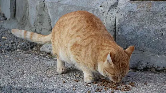 'Örümcek Adam' sokak hayvanlarının kahramanı oldu, görenler şaşkınlığını gizleyemedi