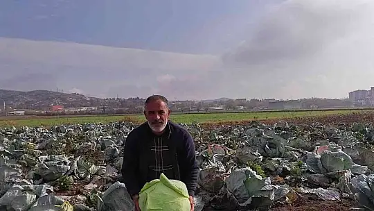 50 kilogramlık lahana üretti, Ukrayna ve Belçika'dan alıcı buluyor