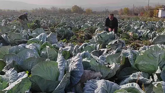 50 kilogramlık lahana üretti, Ukrayna ve Belçika'dan alıcı buluyor