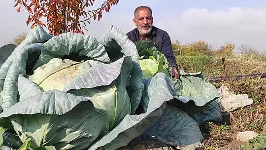 50 kilogramlık lahana üretti, Ukrayna ve Belçika'dan alıcı buluyor