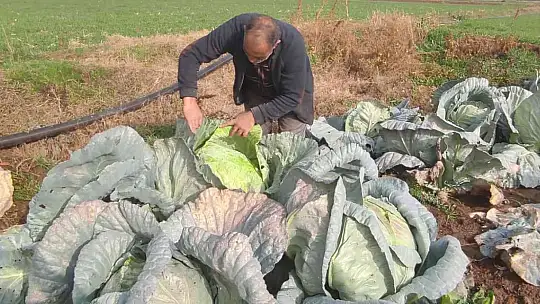 50 kilogramlık lahana üretti, Ukrayna ve Belçika'dan alıcı buluyor