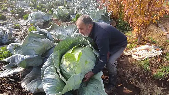 50 kilogramlık lahana üretti, Ukrayna ve Belçika'dan alıcı buluyor