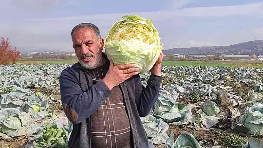 50 kilogramlık lahana üretti, Ukrayna ve Belçika'dan alıcı buluyor