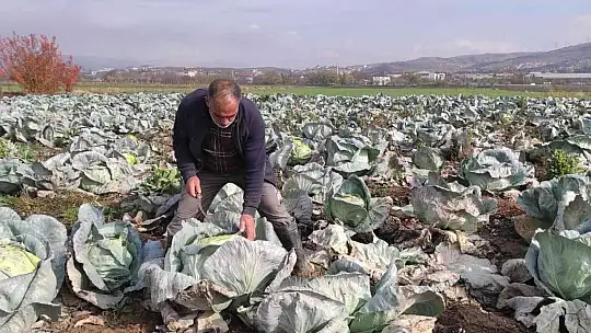 50 kilogramlık lahana üretti, Ukrayna ve Belçika'dan alıcı buluyor