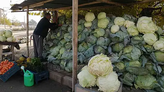 50 kilogramlık lahana üretti, Ukrayna ve Belçika'dan alıcı buluyor