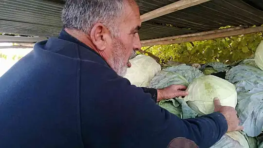 50 kilogramlık lahana üretti, Ukrayna ve Belçika'dan alıcı buluyor