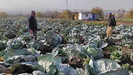 50 kilogramlık lahana üretti, Ukrayna ve Belçika'dan alıcı buluyor