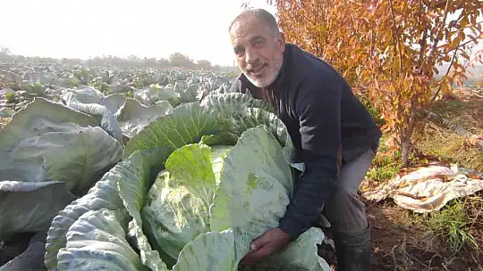 50 kilogramlık lahana üretti, Ukrayna ve Belçika'dan alıcı buluyor