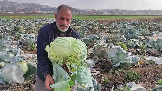 50 kilogramlık lahana üretti, Ukrayna ve Belçika'dan alıcı buluyor