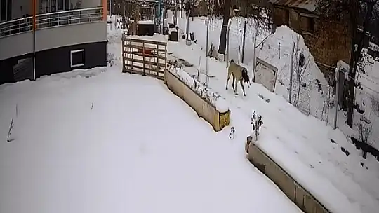 Aç kalan sokak köpekleri tavuklara saldırdı, o anlar güvenlik kamerasına yansıdı