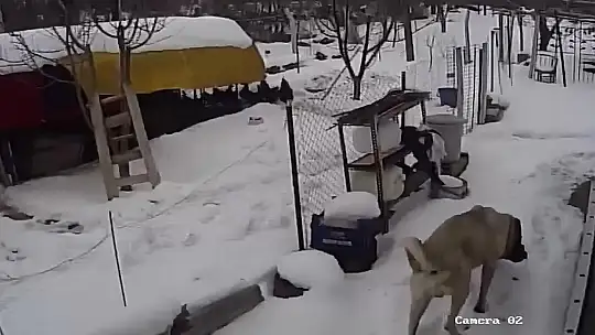 Aç kalan sokak köpekleri tavuklara saldırdı, o anlar güvenlik kamerasına yansıdı