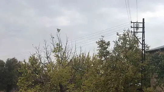 Ağaçların arasında kalan elektrik telleri tehlike saçıyor, vatandaşlar çözüm bekliyor