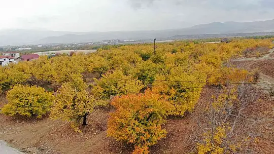 Ağaçların arasında kalan elektrik telleri tehlike saçıyor, vatandaşlar çözüm bekliyor