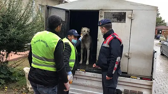 Aracın arkasına bağlanıp eziyet edilen köpek bakıma alındı