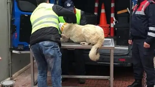 Aracın arkasına bağlanıp eziyet edilen köpek bakıma alındı
