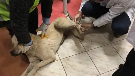 Aracın arkasına bağlanıp eziyet edilen köpek bakıma alındı