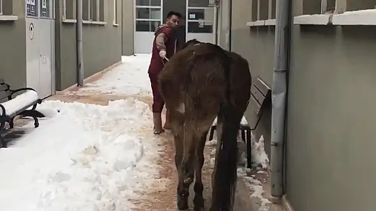 Ayağı kırılan katıra vatandaşlar sahip çıktı