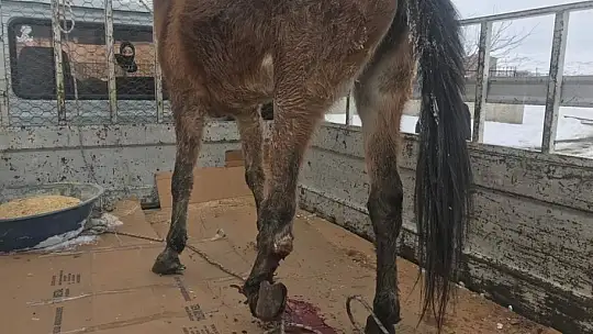 Ayağı kırılan katıra vatandaşlar sahip çıktı