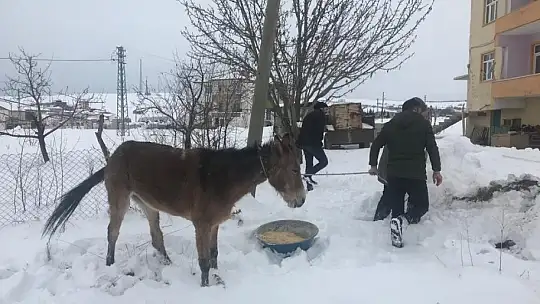 Ayağı kırılan katıra vatandaşlar sahip çıktı
