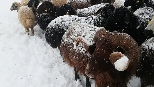 Çoban kar altında türkü söyledi, koyunlar pürdikkat dinledi