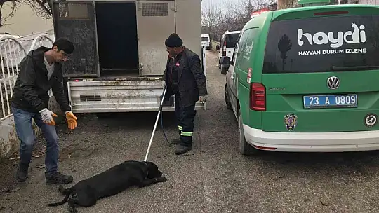 Çocuk parkında pitbull gezdiriyordu, cezayı duyunca kendi elleri ile teslim etti