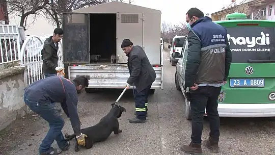 Çocuk parkında pitbull gezdiriyordu, cezayı duyunca kendi elleri ile teslim etti