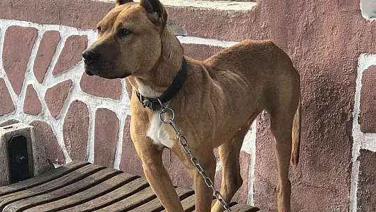 Çocuk parkında pitbull gezdiriyordu, cezayı duyunca kendi elleri ile teslim etti