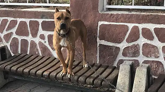 Çocuk parkında pitbull gezdiriyordu, cezayı duyunca kendi elleri ile teslim etti