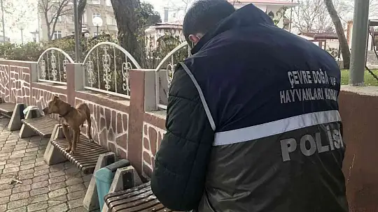 Çocuk parkında pitbull gezdiriyordu, cezayı duyunca kendi elleri ile teslim etti