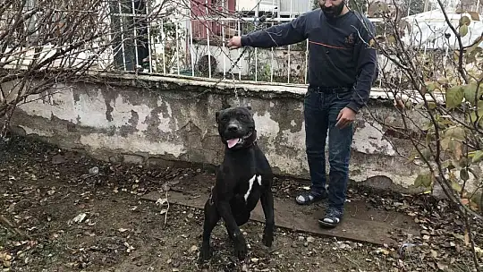 Çocuk parkında pitbull gezdiriyordu, cezayı duyunca kendi elleri ile teslim etti