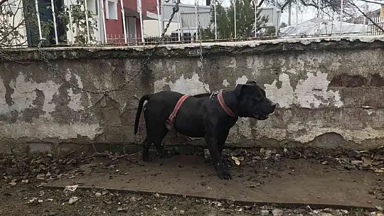Çocuk parkında pitbull gezdiriyordu, cezayı duyunca kendi elleri ile teslim etti