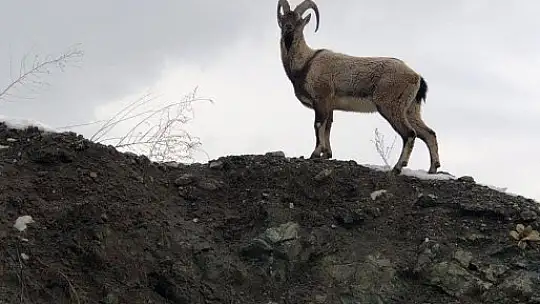 Dağ keçileri karayoluna indi