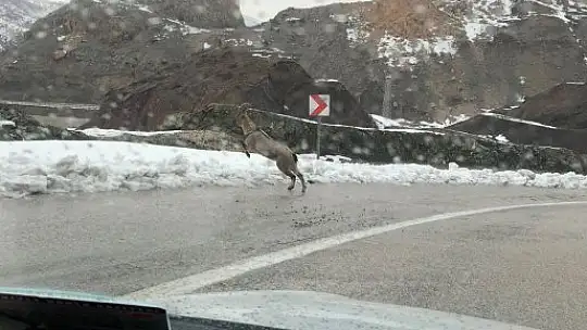Dağ keçileri karayoluna indi