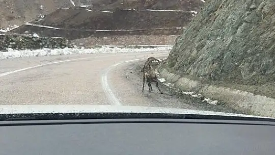Dağ keçileri karayoluna indi