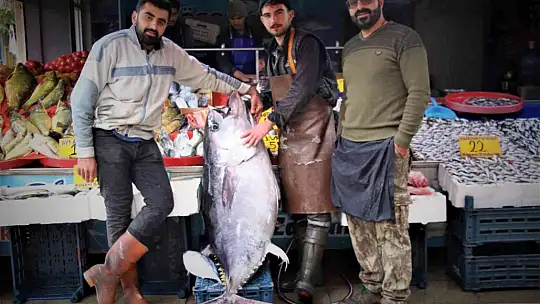 Dev orkinos görenleri hayretler içinde bıraktı