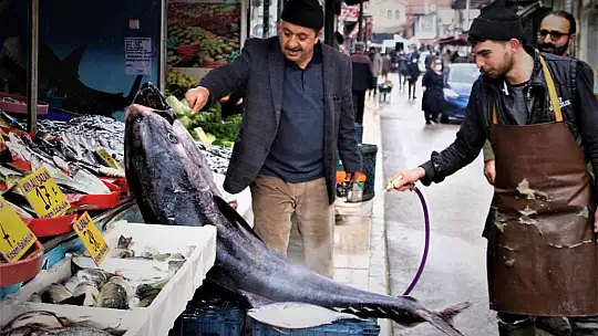 Dev orkinos görenleri hayretler içinde bıraktı