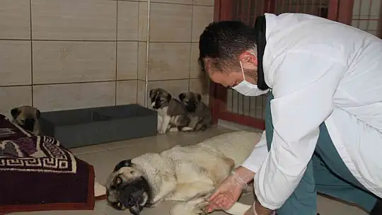 Elazığ Belediyesi Hayvan Hastanesi ve Bakım Evinde 5 binin üzerinde hayvan tedavi edildi