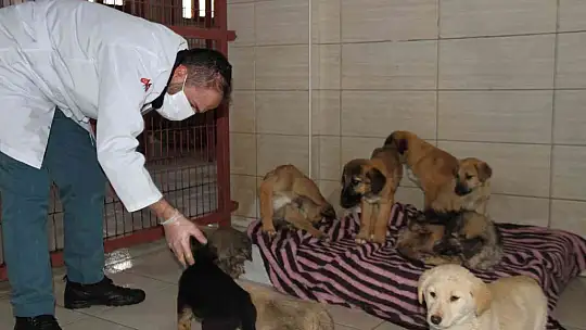 Elazığ Belediyesi Hayvan Hastanesi ve Bakım Evinde 5 binin üzerinde hayvan tedavi edildi