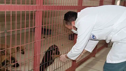 Elazığ Belediyesi Hayvan Hastanesi ve Bakım Evinde 5 binin üzerinde hayvan tedavi edildi