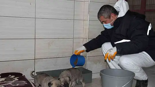 Elazığ Belediyesi Hayvan Hastanesi ve Bakım Evinde 5 binin üzerinde hayvan tedavi edildi