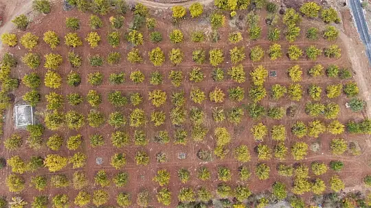 Elazığ'da 'altın yaprakların' sonbahar güzelliği